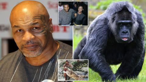 Huyền thoại Mike Tyson suýt mất mạng vì đòi đấm tay bo với khỉ đột